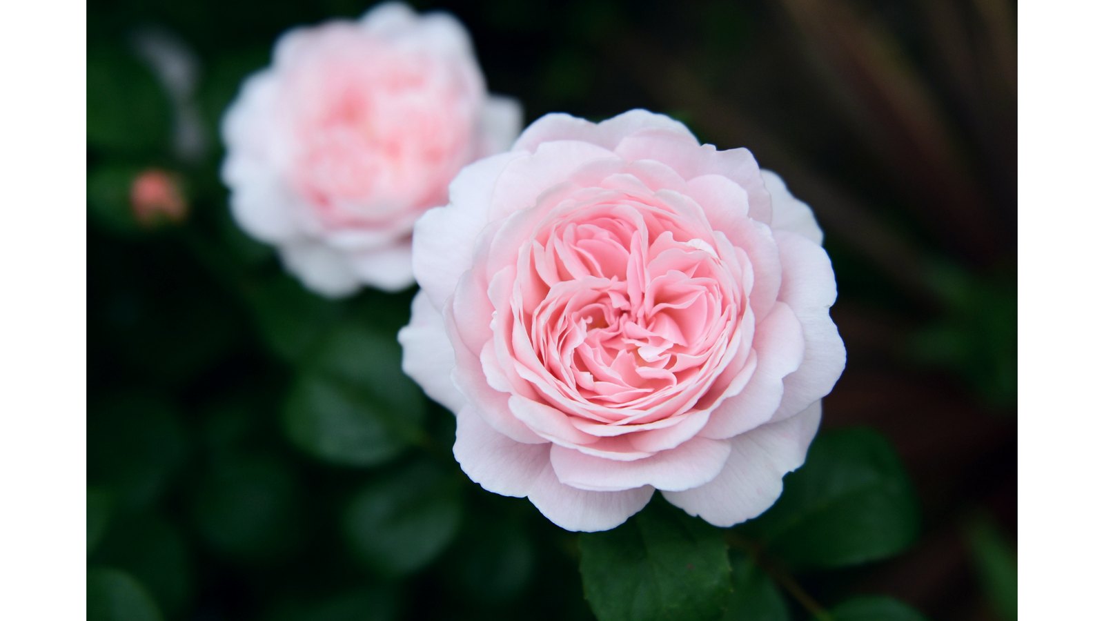 Soft pink damask roses representing the 17-botanical blend.